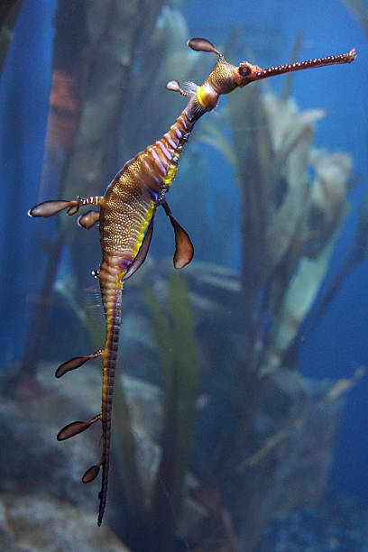 istock Needle Nose Sea Horse 475083796