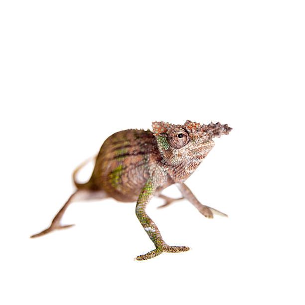 istock Boehme's chameleon, kinyongia boehmei, on white 475084020