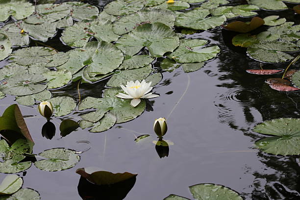 istock Water lily flowers 7720 475084134