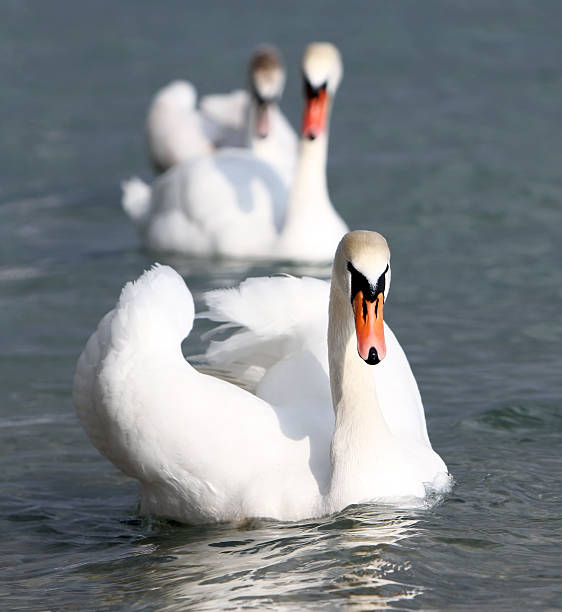 белые лебеди - water surface standing water swan mute swan стоковые фото и изображения