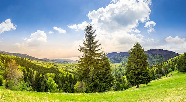 istock coniferous forest  in mountain at sunrise 475084704