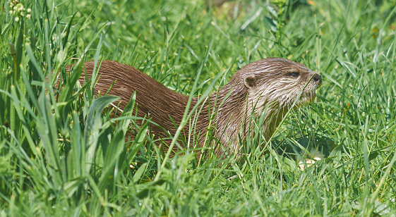 Oriental small-clawed otter (Aonyx cinerea) sits in a grass on sun