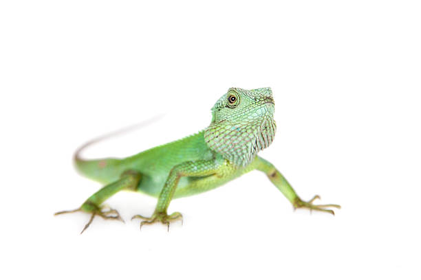 istock Black lipped Lizard, Calotes nigrilabris, on white 475084802