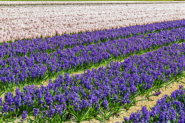 istock Field of Purple Hyacinth 475084888