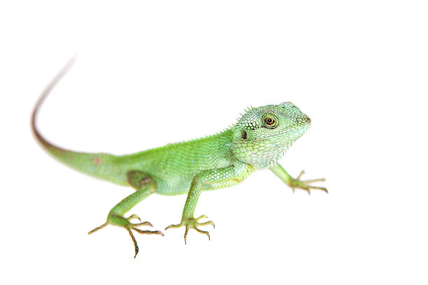 istock Black lipped Lizard, Calotes nigrilabris, on white 475085264