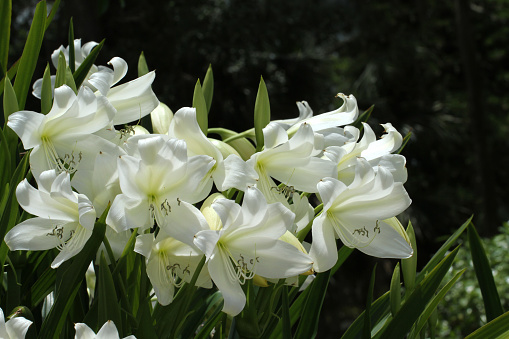 Large cluster of blooming St. Christopher lily's in the sun