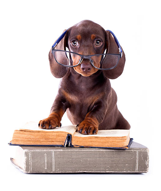 istock dachshund puppy in glasses 475085450