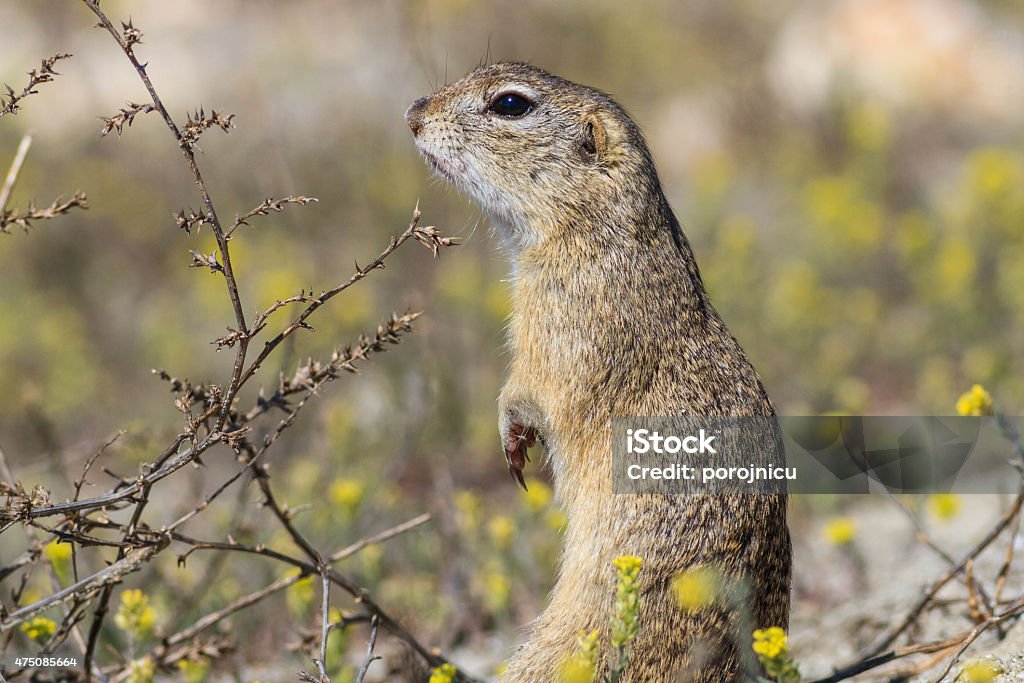 prairie dog in the grass prairie dog in the grass. Danube Delta, Romania 2015 Stock Photo