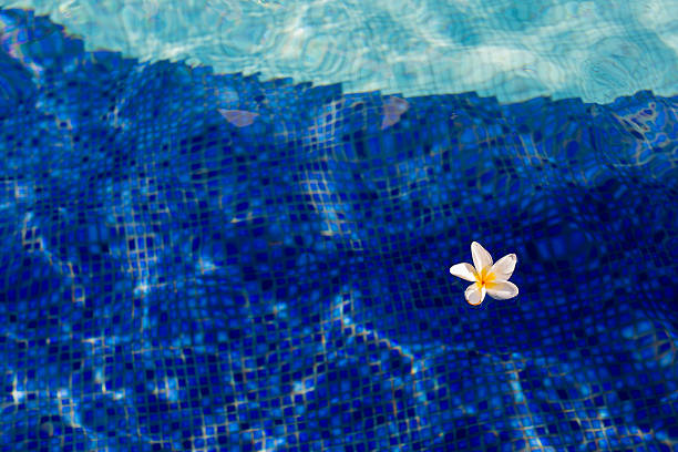 istock flower floating on the swimming pool 475085886