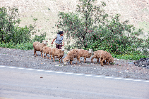 Huaraz, Peru - January 23, 2015: Peruvian woman tending to her flock of sheep at a busy roadside outside Huaraz in Peru