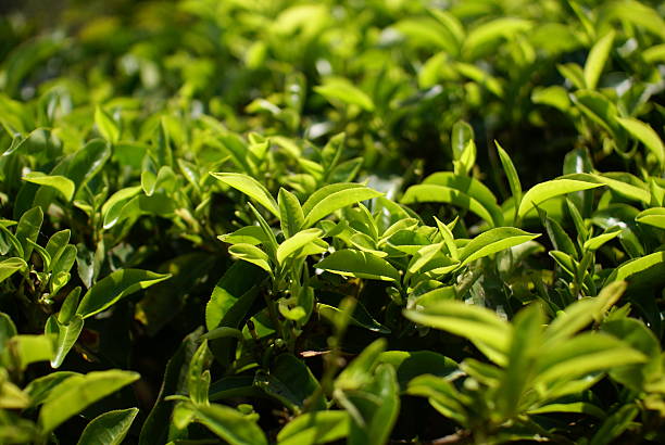 istock Tea plantation in India 475086430