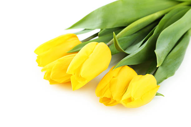 istock Yellow tulips on white background 475086656