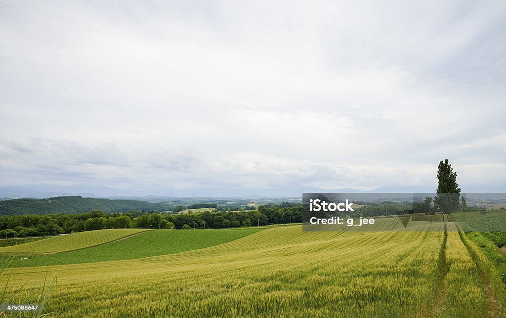 Poplar tree with rice field1 Agricultural Field Stock Photo