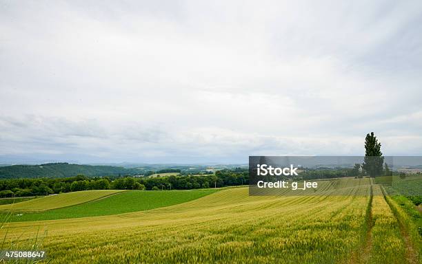 Poplar Tree With Rice Field1 Stock Photo - Download Image Now - Agricultural Field, Autumn, Beauty