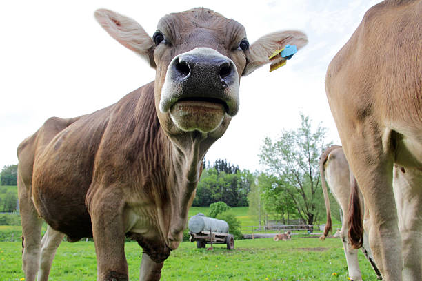 istock curious young cow in Bavaria 475089692