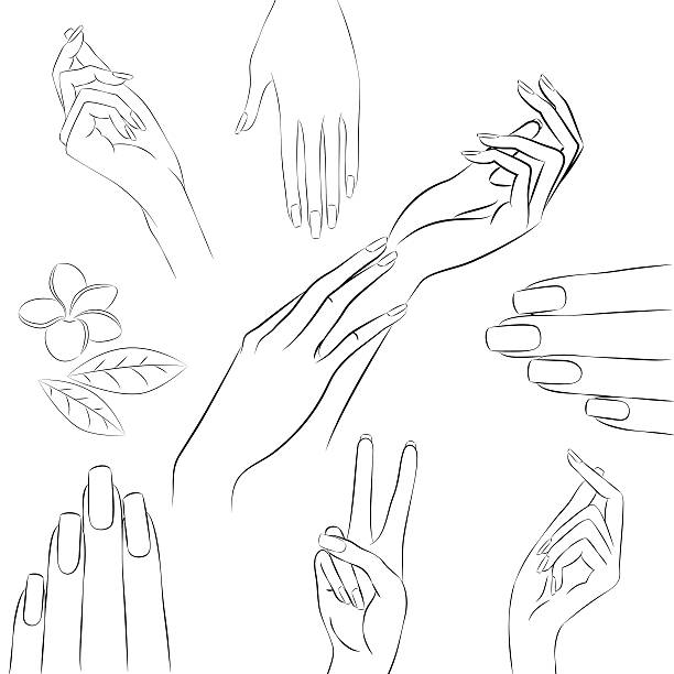 ilustraciones, imágenes clip art, dibujos animados e iconos de stock de colección de las manos en varios gestos, manicura y concepto de belleza - white background beauty and health flower human hand