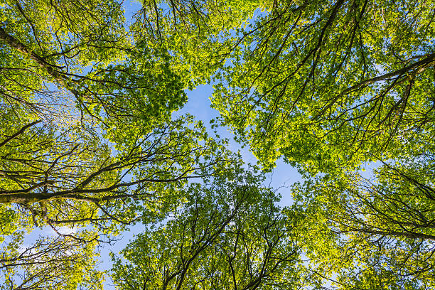 istock Green summer woodland vibrant forest canopy leafs blue sky background 475090616