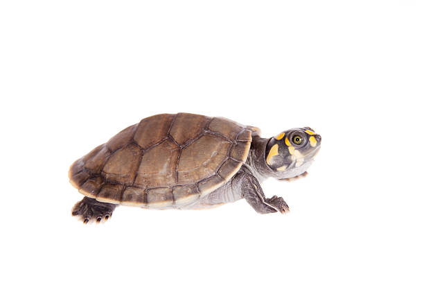 istock Yellow-spotted River Turtle, Podocnemis unifilis, on white 475090914