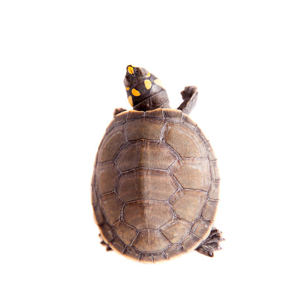 istock Yellow-spotted River Turtle, Podocnemis unifilis, on white 475090928