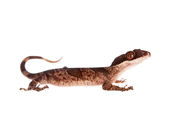 istock Bow-fingered gecko, Cyrtodactylus irianjayaensis, on white 475090984