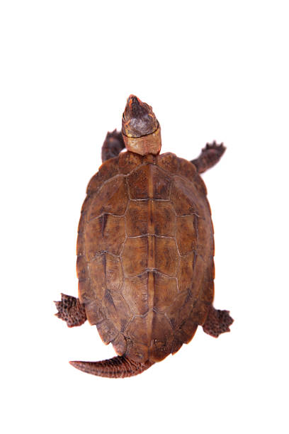 istock The Ryukyu leaf turtle, Geoemyda japonica, on white 475091286