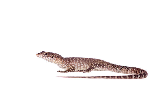 istock Timor Monitor Lizard, Varanus timorensis, on white 475091302
