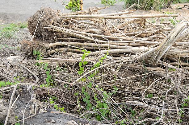 istock dry Wood pile 475091502
