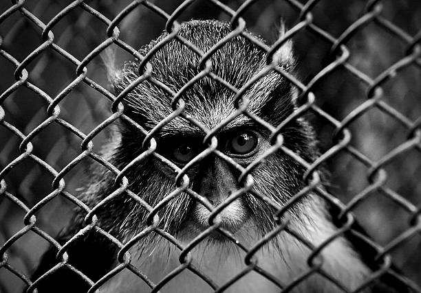 istock I WANT TO BE FREE 475091534