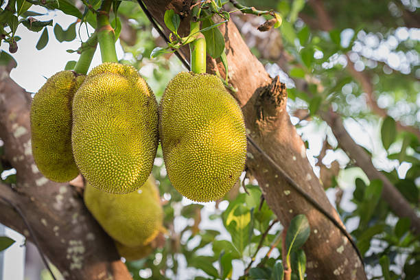 istock Jackfruit on the tree in the garden 475091778