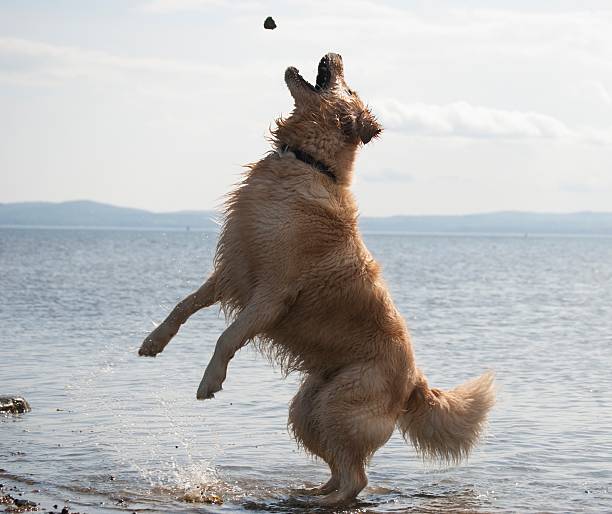 istock Golden Retriever Jumping For Rock 475091828
