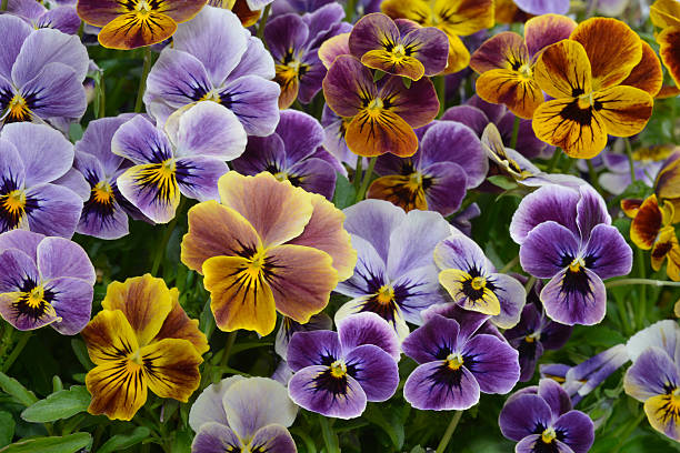 istock mixed pansies in garden 475092510