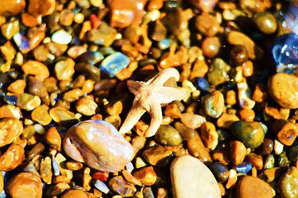 Starfish on a stony beach
