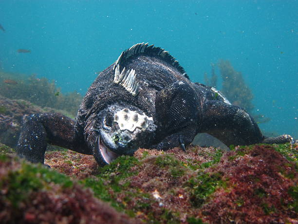 Marine Iguana Underwater A marine iguana feeds underwater at Fernandina Island, Galapagos, Ecuador. marine iguana stock pictures, royalty-free photos & images