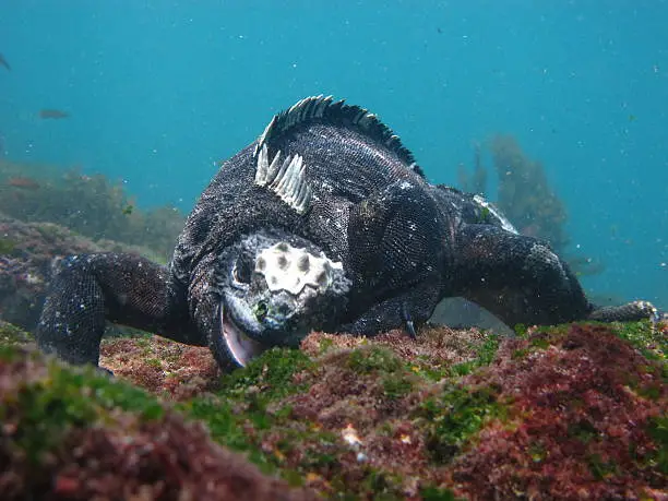 Photo of Marine Iguana Underwater