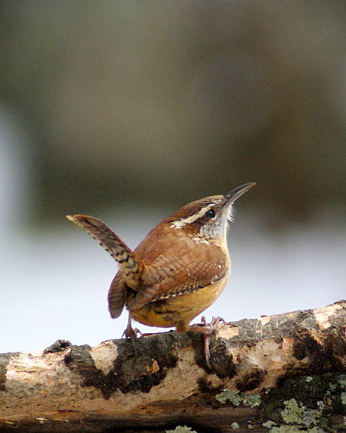 istock Carolina Wren on a branch 475094611