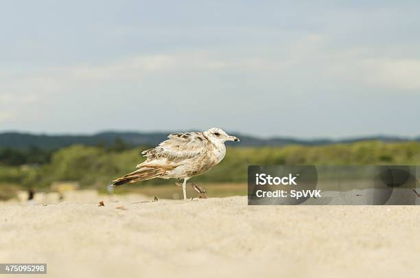 Walking Seagul On The Beach Stock Photo - Download Image Now - 2015, Animal, Animal Body Part