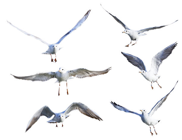 Gaivota de pássaros em voo - foto de acervo