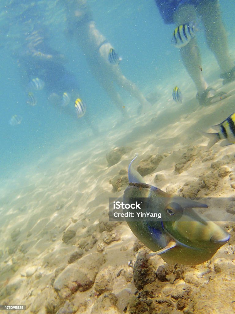 Los turistas y los turistas en la playa tropical fishes con - Foto de stock de Actividades recreativas libre de derechos