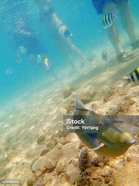 Los Turistas Y Los Turistas En La Playa Tropical Fishes Con Foto de stock y más banco de imágenes de Actividades recreativas