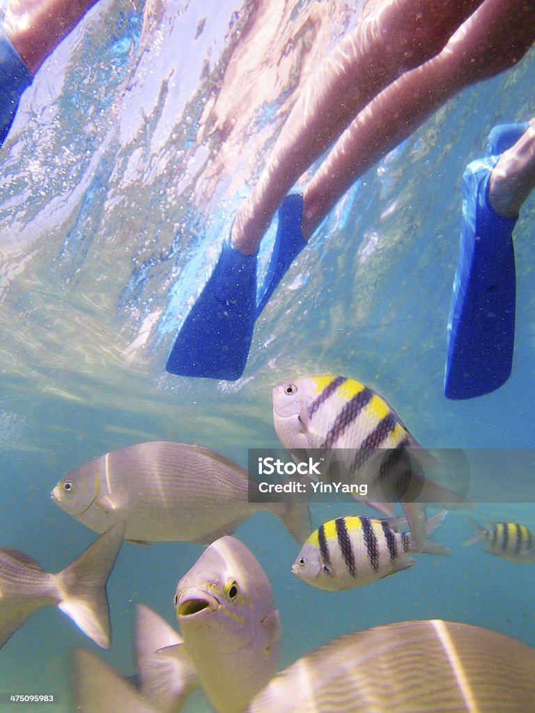 Schnorcheln in Kauai, Hawaii, mit tropischen Korallenriff, Fisch - Lizenzfrei Bewegung Stock-Foto