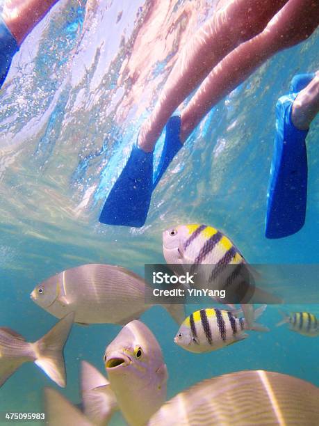 Snorkeling A Kauai Hawaii Con Pesci Tropicali Barriera Corallina - Fotografie stock e altre immagini di Acqua