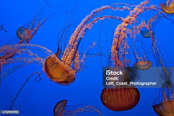 Jelly Fish Stock Photo - Download Image Now - Monterey Bay Aquarium, City of Monterey - California, California