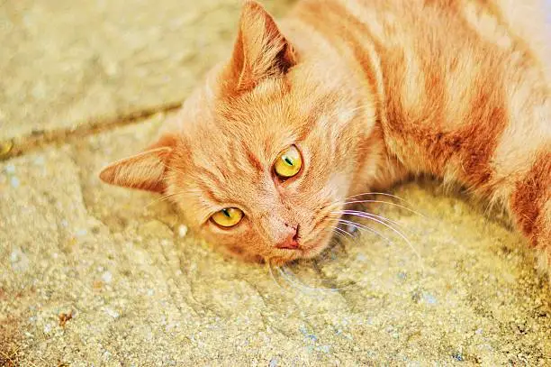 Ginger cat with piercing green eyes lying on patio