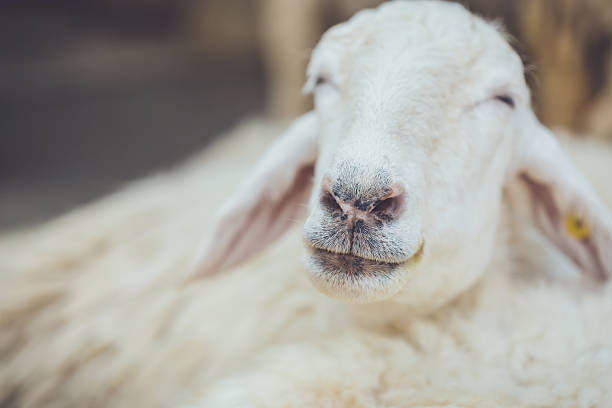 istock Sheep in farm at Ratchaburi, Thailand 475096056