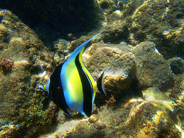 istock Moorish Idol in the Hawaiian Islands 475096091