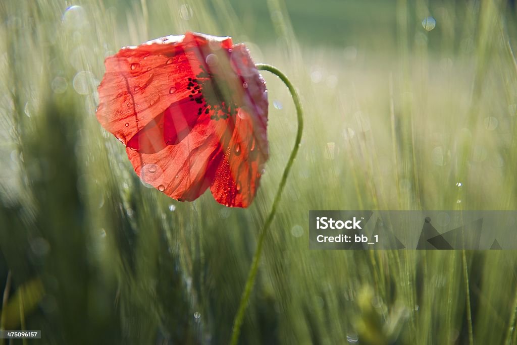 Corn Poppy - Tuscany Red corn poppy on a wet field in tuscany - Italy, May 2013 Agricultural Field Stock Photo