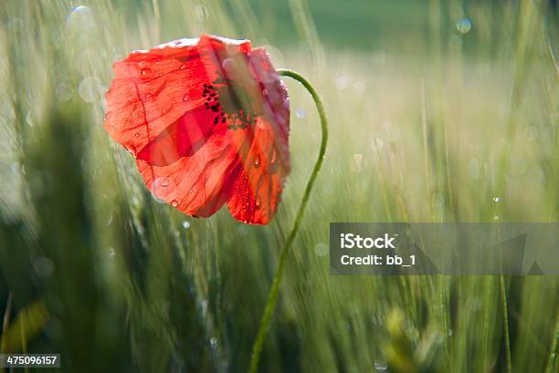 Corn Poppy Tuscany Stock Photo - Download Image Now - Agricultural Field, Agriculture, Beauty