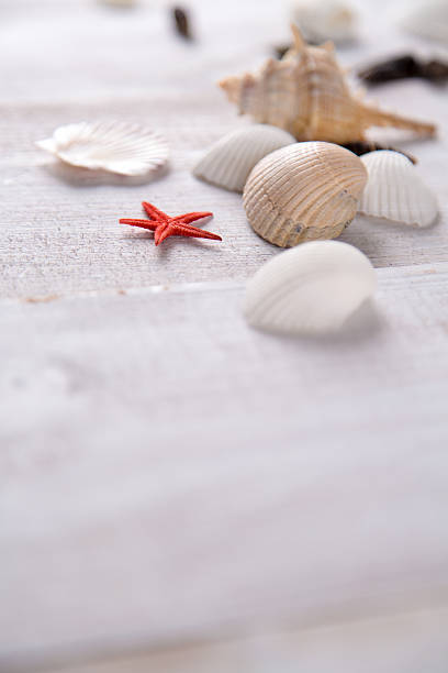 istock Plenty of stones and shells on the beach 475096288