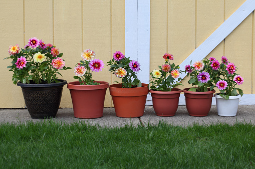 Dahlia flower planter row for natural background