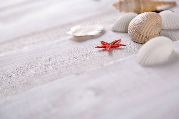 istock Plenty of stones and shells on the beach 475096458